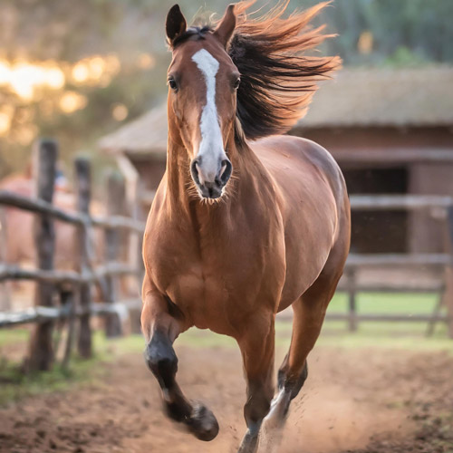 Caballo El Ángel - Rancho San Pablo Chinampas