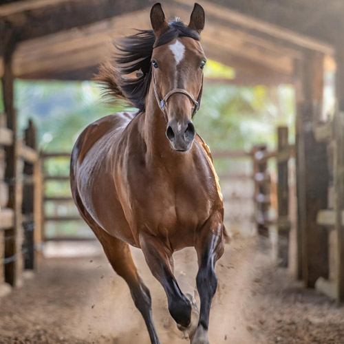 Caballo El Ángel - Rancho San Pablo Chinampas