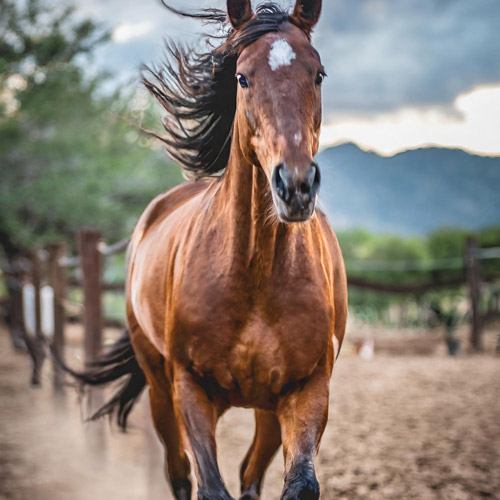 Caballo El Ángel - Rancho San Pablo Chinampas