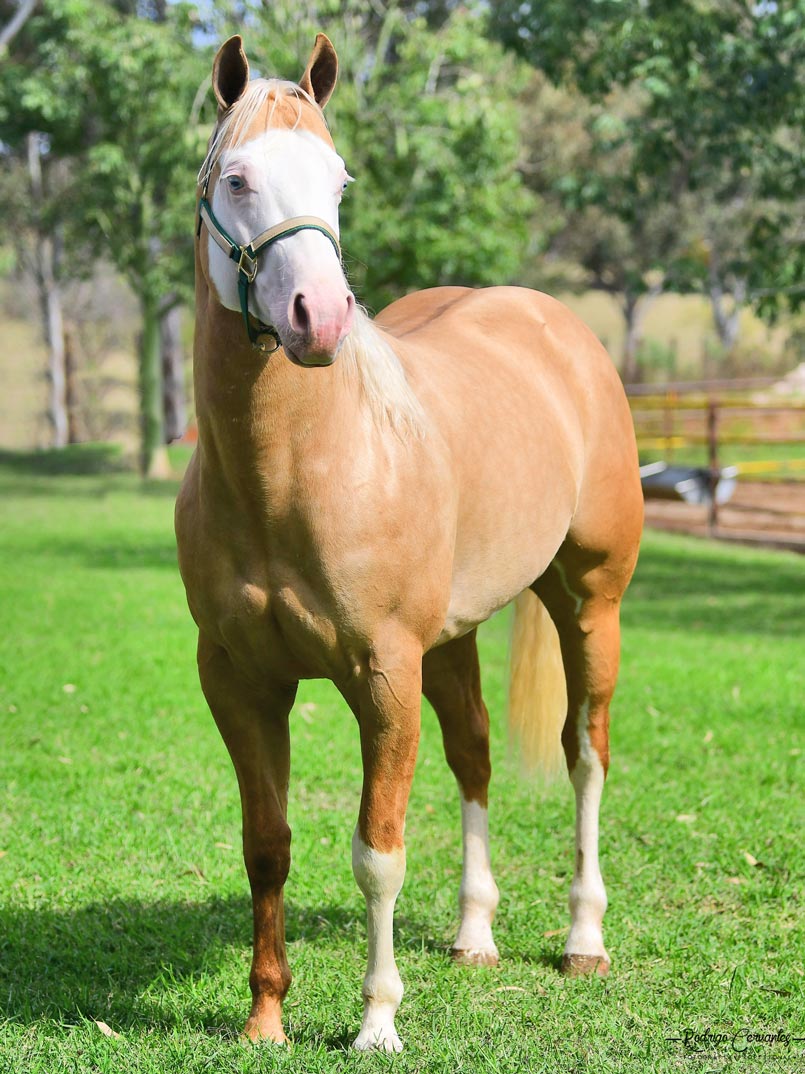 Venta de Caballos Cuarto de Milla, Tepatitlán, México