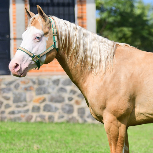 Caballo El Ángel - Rancho San Pablo Chinampas