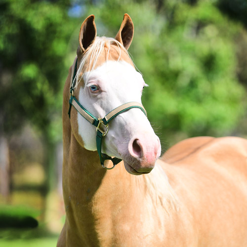 Caballo El Ángel - Rancho San Pablo Chinampas