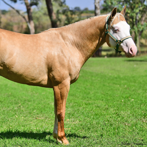 Caballo El Ángel - Rancho San Pablo Chinampas