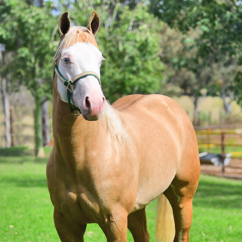 Caballos Cuarto de Milla Semen Congelado