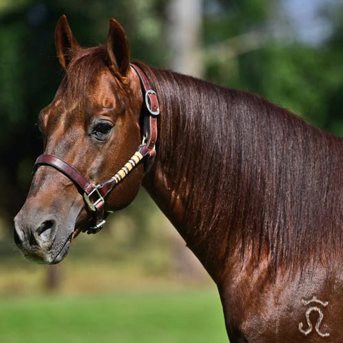 Caballo El Ángel - Rancho San Pablo Chinampas