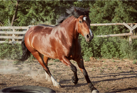 Críanza de Caballos Cuarto de Milla en Jalisco